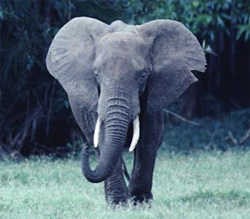 An African elephant (Loxodonta africana): Photograph courtesy of CITES
